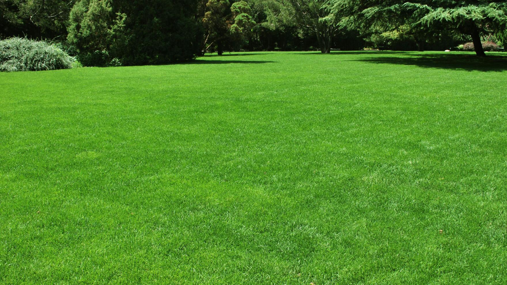 Transforming your lawn: Louisiana Nursery offers expert tips for a picture-perfect yard makeover